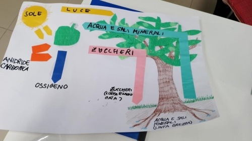 Classe 3ª primaria: studiamo la fotosintesi clorofilliana e le meraviglie della natura