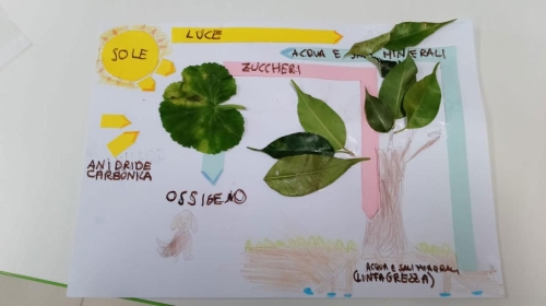 Classe 3ª primaria: studiamo la fotosintesi clorofilliana e le meraviglie della natura