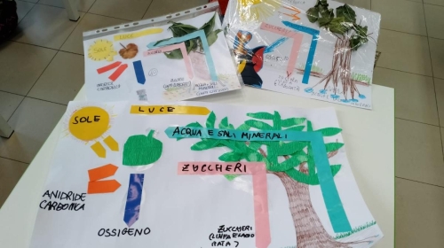 Classe 3ª primaria: studiamo la fotosintesi clorofilliana e le meraviglie della natura