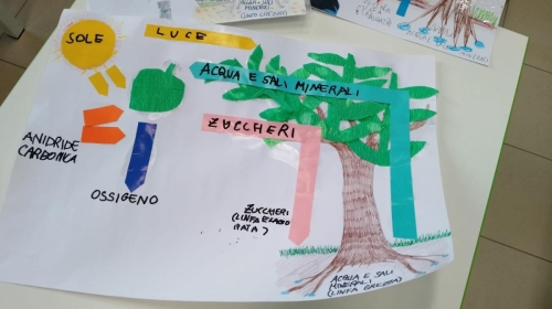 Classe 3ª primaria: studiamo la fotosintesi clorofilliana e le meraviglie della natura