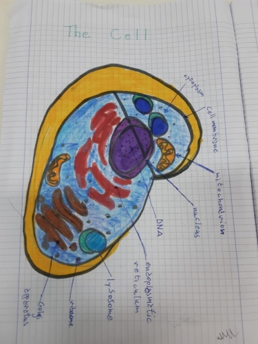 lezioni scienze inglese-quinta primaria 01