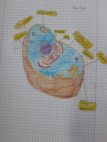 lezioni scienze inglese-quinta primaria 02