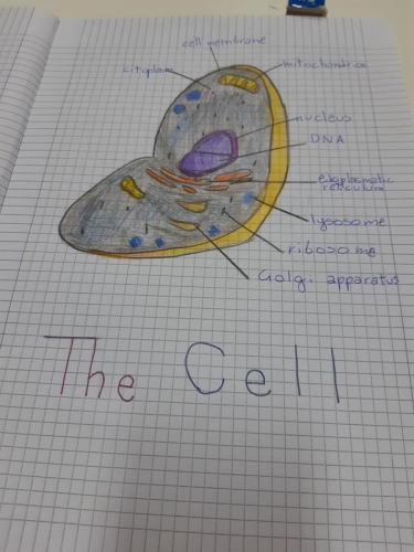lezioni scienze inglese-quinta primaria 03