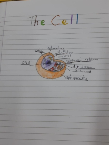 lezioni scienze inglese-quinta primaria 04