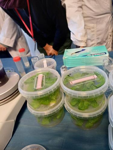 Giornata dedicata alla Scienza e alla Ricerca.Grazie alla collaborazione con il CNR: ISAFOM, IPSP, ISPAAM. Gli allievi della V Primaria e Secondaria di I gradohanno seguito alcuni esperimenti interessanti e istruttivi riguardo alle api, alle piante ed alla biodiversità alimentare.