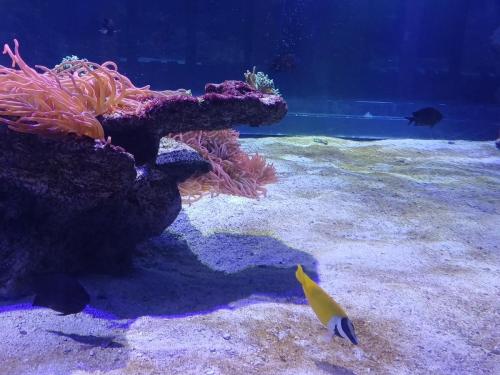 Acquario e Museo Darwin Dohrn - Primaria