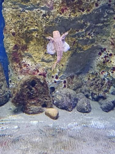 Acquario e Museo Darwin Dohrn - Primaria