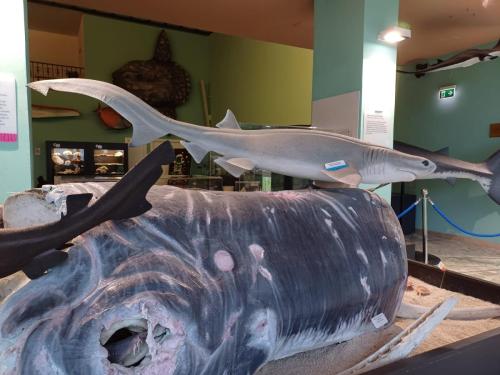 Acquario e Museo Darwin Dohrn - Primaria