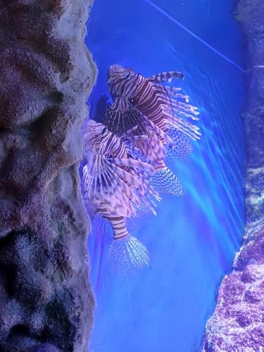 Acquario e Museo Darwin Dohrn - Primaria