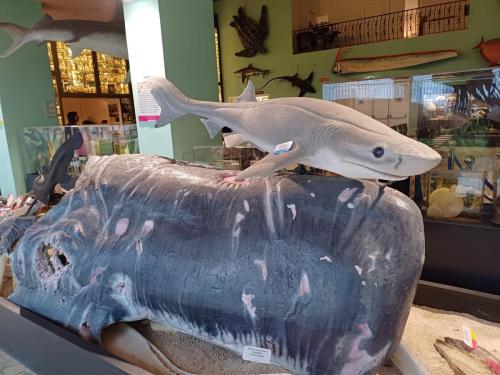 Acquario e Museo Darwin Dohrn - Primaria