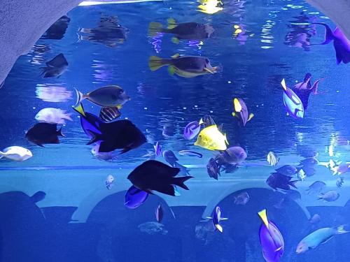 Acquario e Museo Darwin Dohrn - Primaria