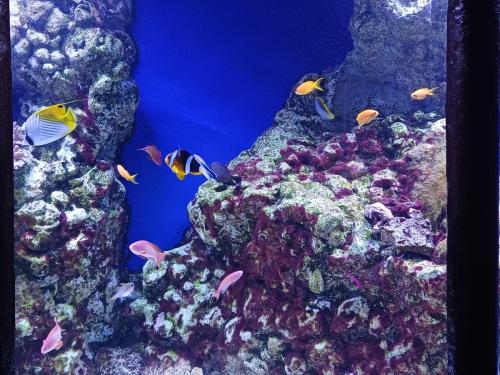 Acquario e Museo Darwin Dohrn - Primaria